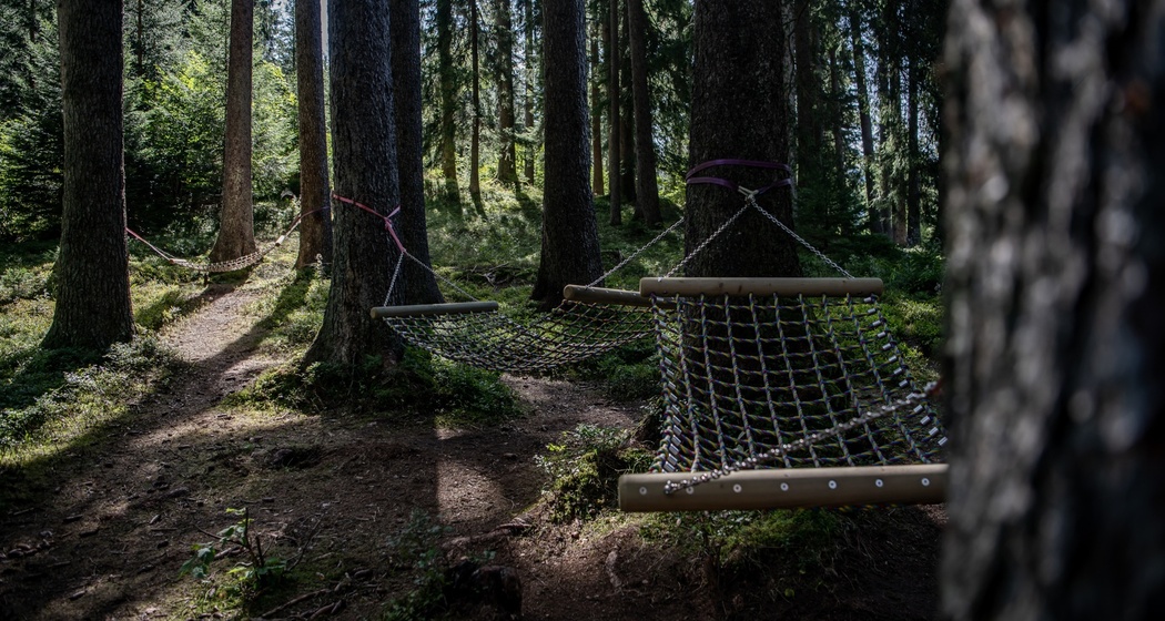 Hängemattenwald nähe Aussichtpunkt Flanz