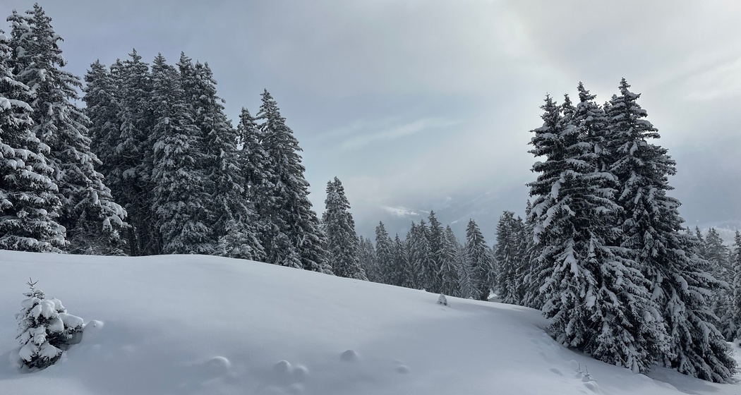 Schneeschuhtour Nr. 546: Curnius - Alp Dadens - Curnius (oua_91571242_image)