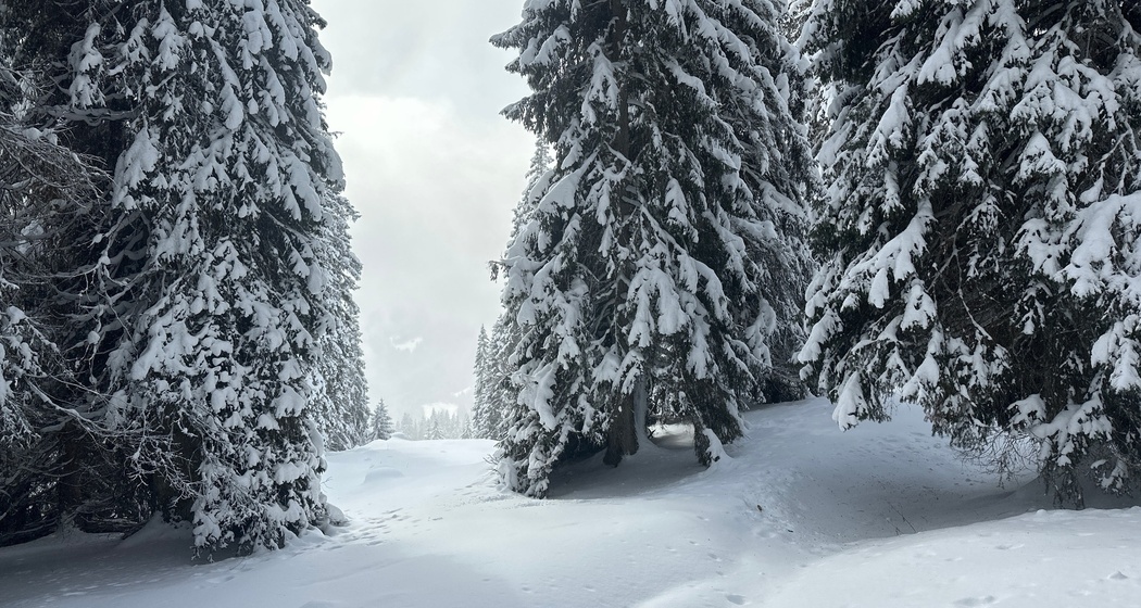 Schneeschuhtour Nr. 546: Curnius - Alp Dadens - Curnius (oua_91571243_image)