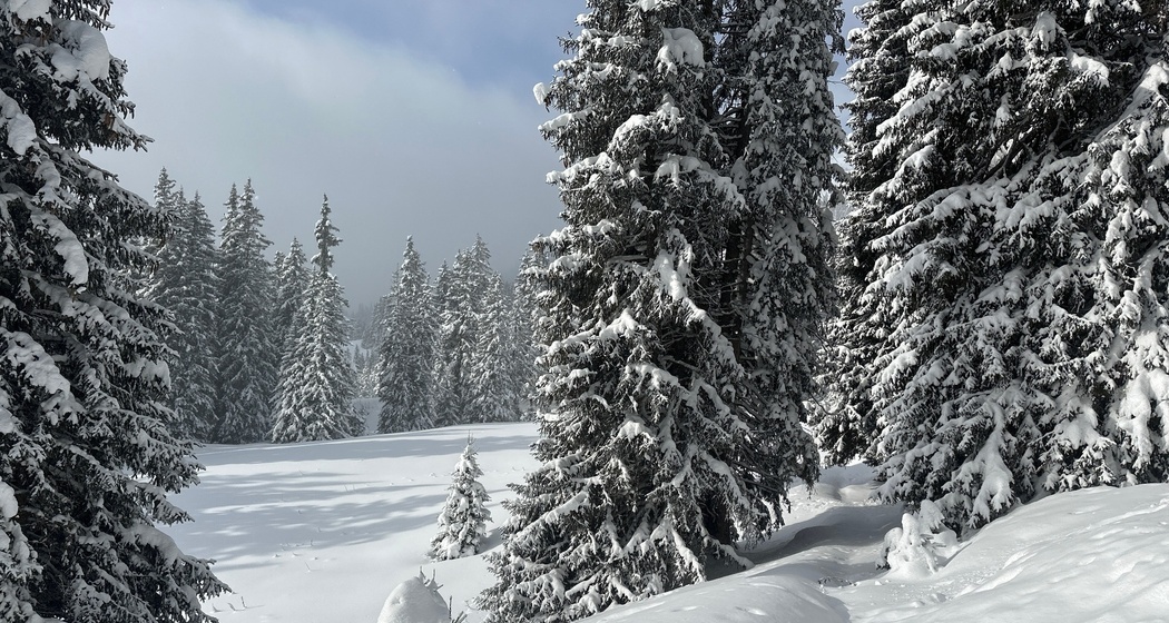 Schneeschuhtour Nr. 546: Curnius - Alp Dadens - Curnius (oua_91571244_image)