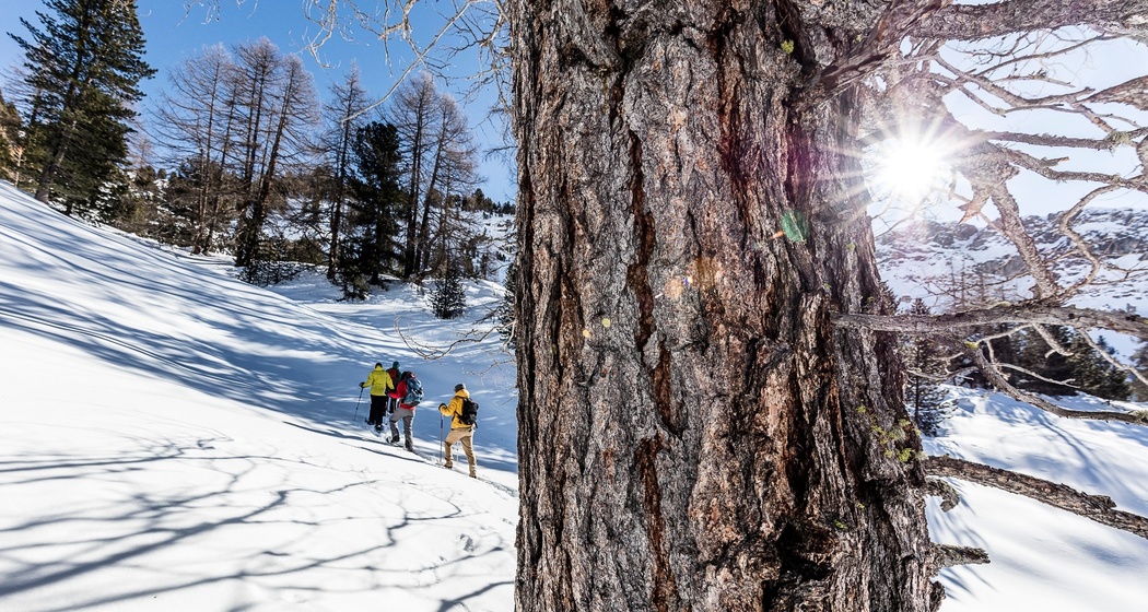 Schneeschuhweg Tschierv - Fuldera (oua_93369458_image)