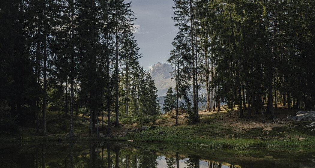 Dachlisee im Abendlicht
