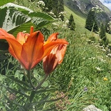 Pensa - Furschela da Colm - Falotta - Alp Flix (oua_94756947_image)