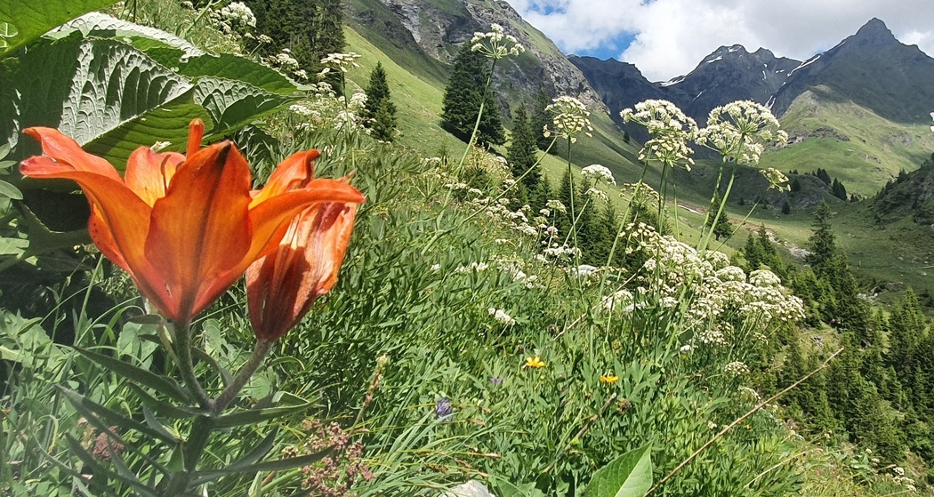 Pensa - Furschela da Colm - Falotta - Alp Flix (oua_94756947_image)