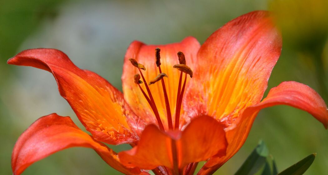 Pensa - Furschela da Colm - Falotta - Alp Flix (oua_94757029_image)