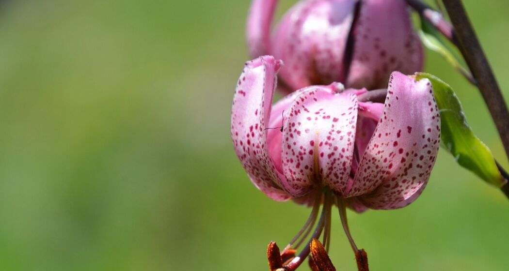 Pensa - Furschela da Colm - Falotta - Alp Flix (oua_94757031_image)