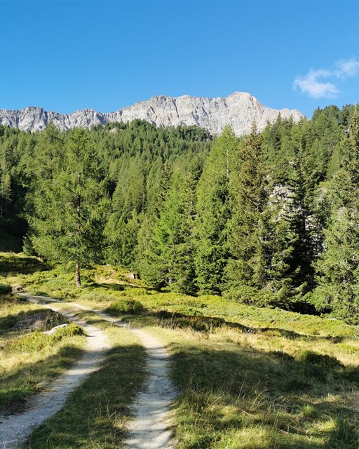 Selva - Cancian