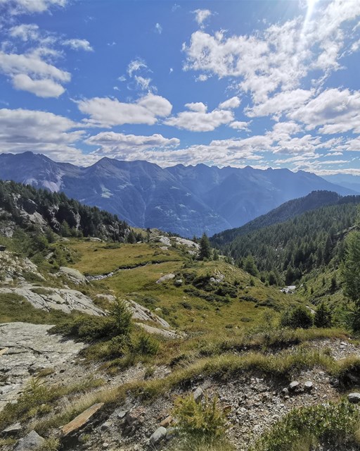 Selva - Cancian