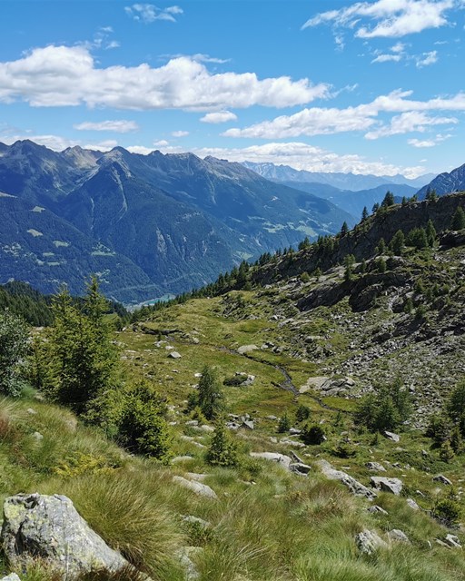 Selva - Cancian