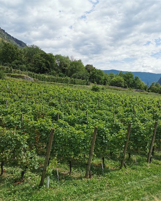 Miralago - Tirano