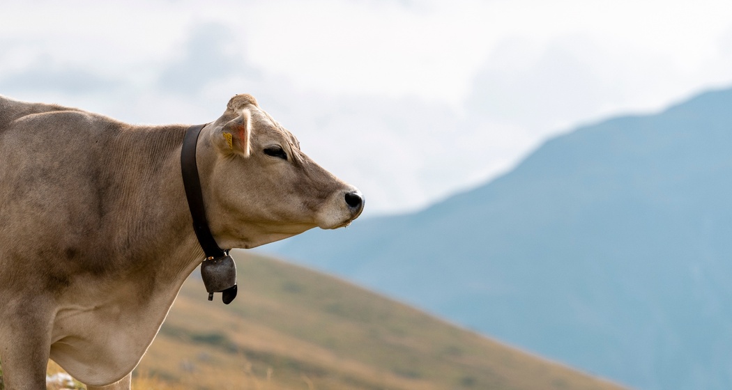 Alperlebnis mit Mevina und Neves (oua_95859175_image)