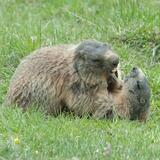 43.07 S-chanf (Cinous-chel) - Dürrboden, Jakobsweg Graubünden (oua_9702134_image)