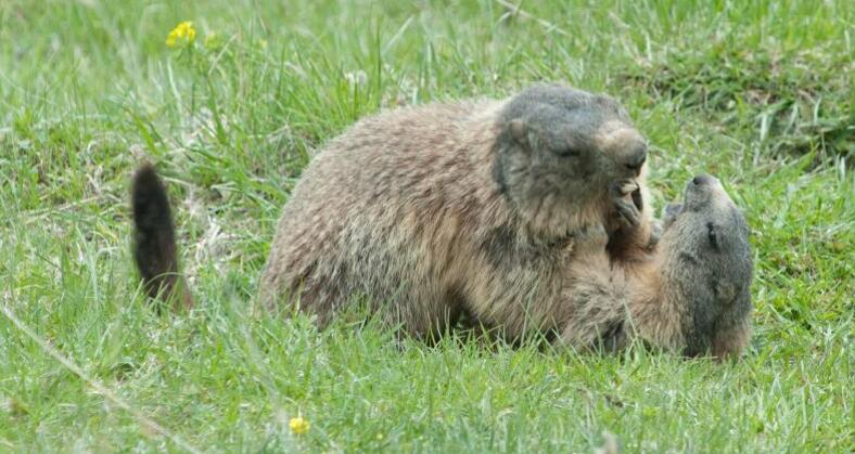 43.07 S-chanf (Cinous-chel) - Dürrboden, Jakobsweg Graubünden (oua_9702134_image)