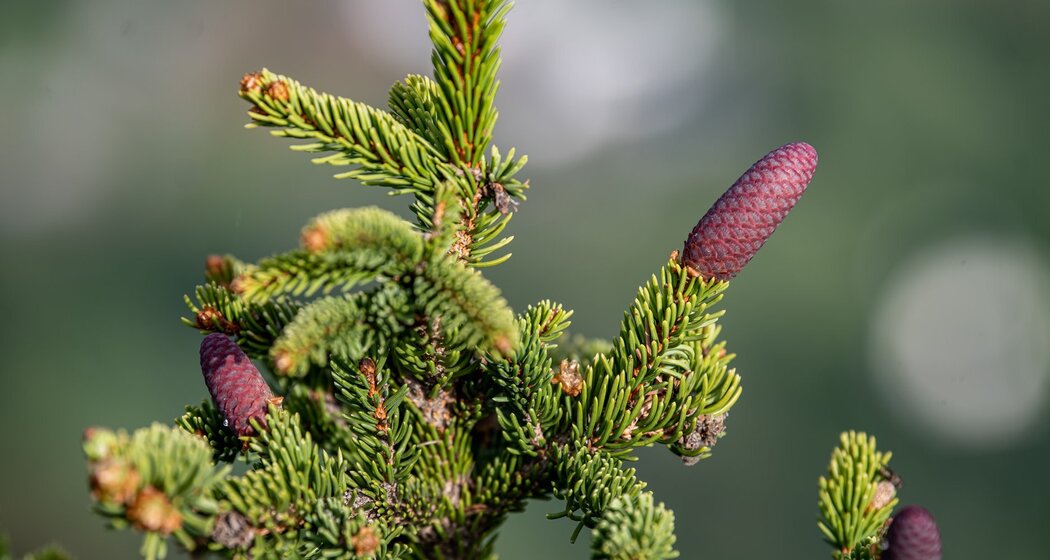 Wald ist das "Thema" dieser Rundtour