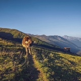 Rinerhorn - baita Hubelhütte - Äbirügg - Rinerhorn (oua_98307291_image)