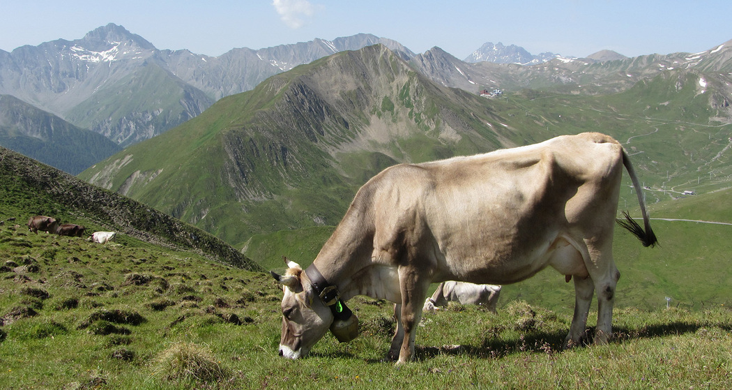 Fliesseralpe und Alp Bella