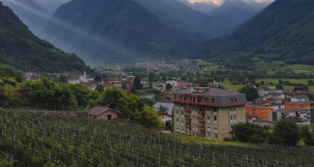 Merlot Niscioo (oua_99460941_image)