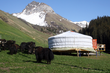 Mongolische Jurte mit Yaks