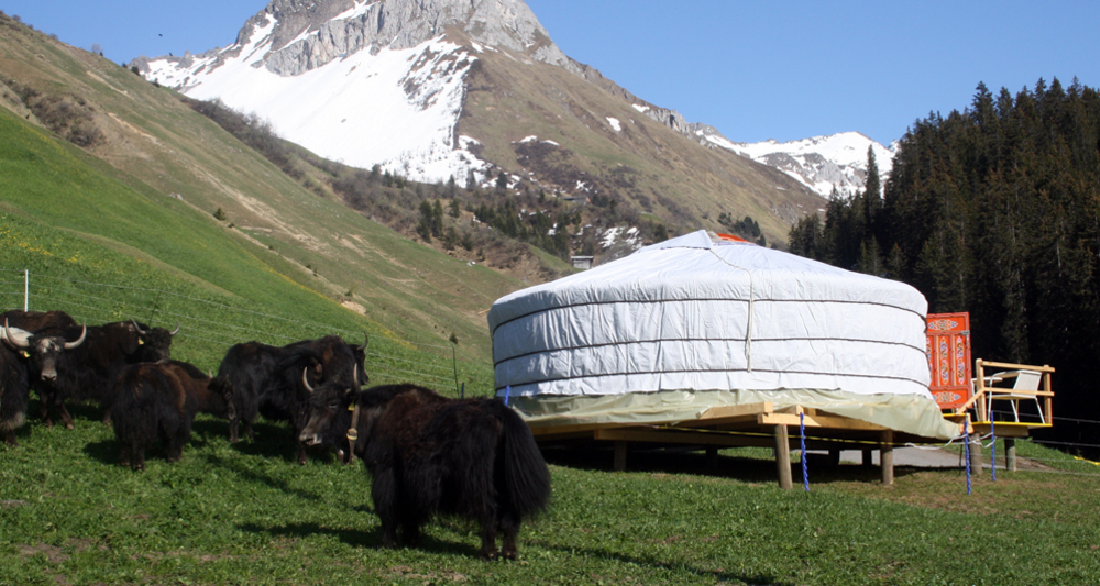 Mongolische Jurte mit Yaks
