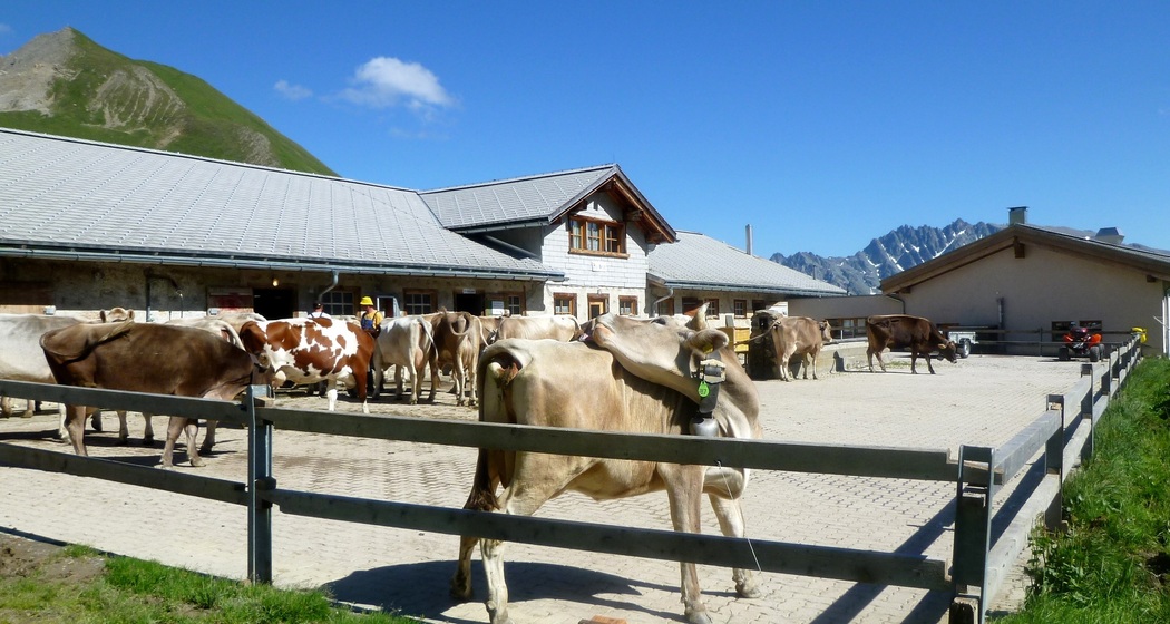 Alp Bella Führung
