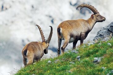 Steinwildbeobachtung