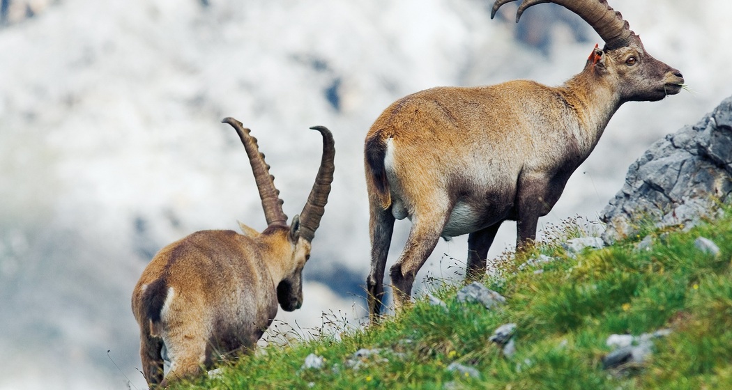 Steinwildbeobachtung