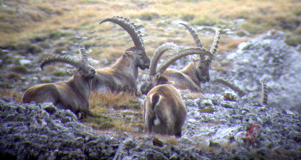 Wildbeobachtung