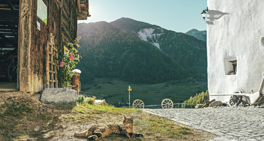 Agrotourismus Pütschai Josom (tom_tds00020013517621088_image)