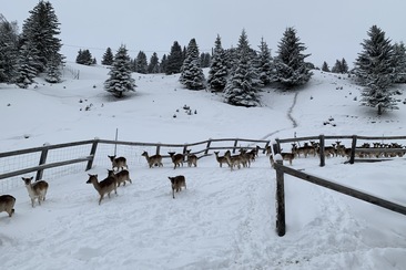 Damhirsch-Besichtigung