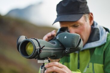 Steinwildbeobachtung