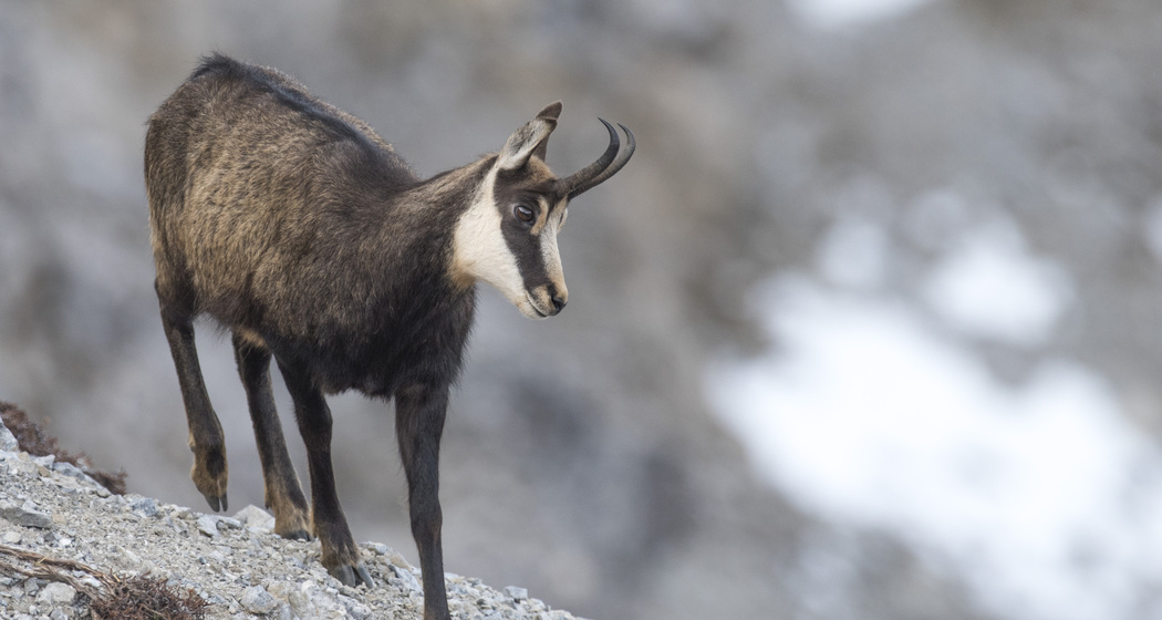 Steinwildbeobachtung