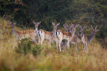Damhirsch-Besichtigung
