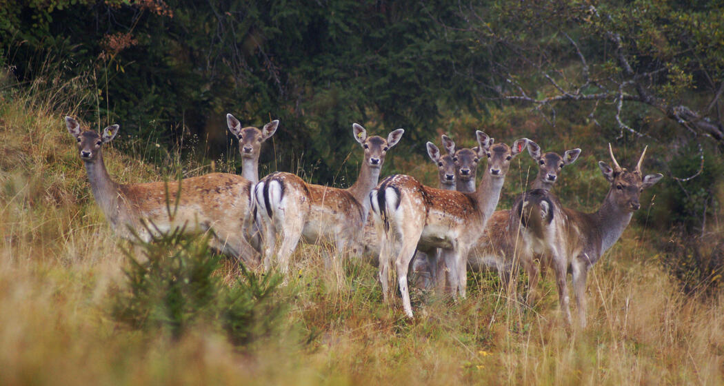 Damhirsch-Besichtigung
