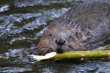 Auf Biberspurensuche im Naturschutzgebiet Munté