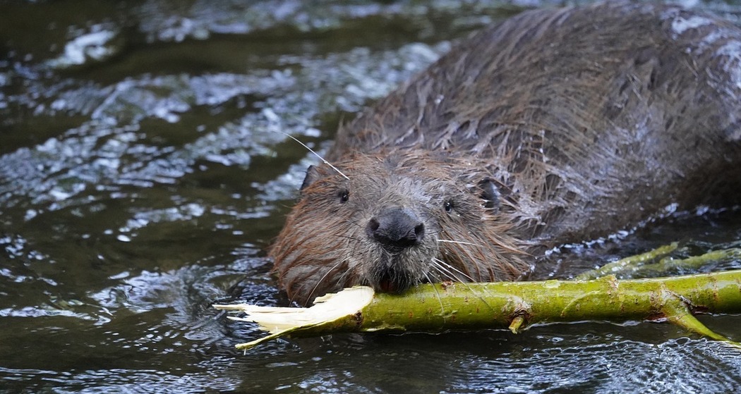 Auf Biberspurensuche im Naturschutzgebiet Munté