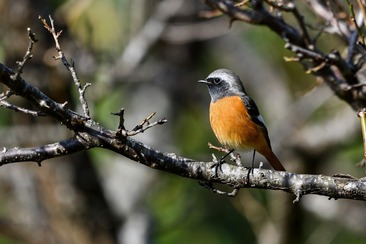 Vogelexkursion Feldis