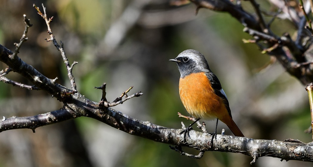 Vogelexkursion Feldis