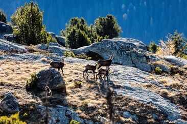 Wildexkursion im Naturpark Beverin