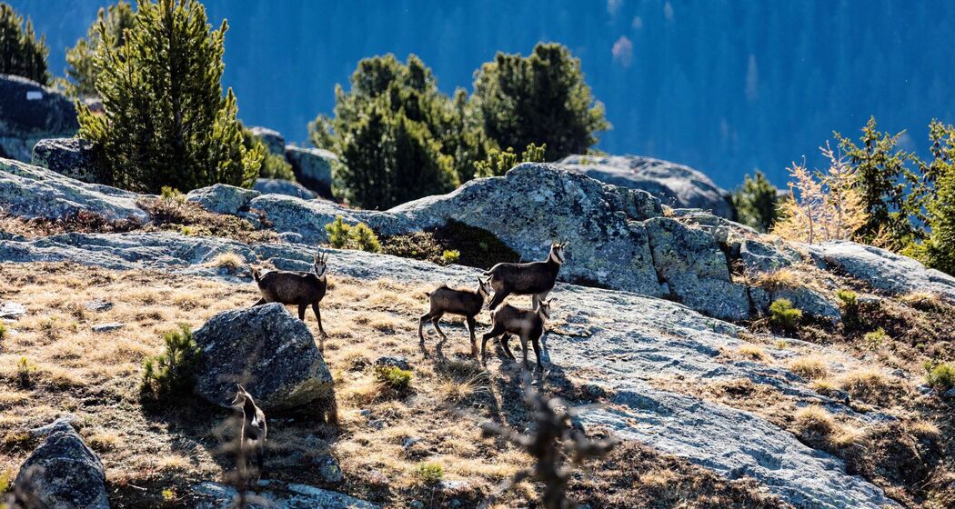 Wildexkursion im Naturpark Beverin