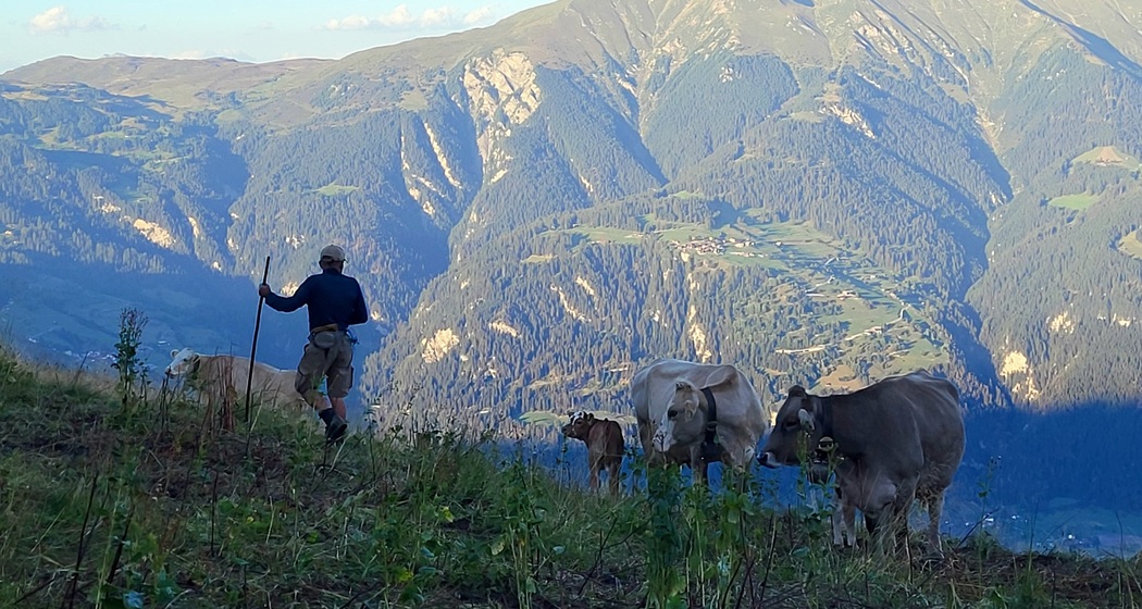 Einblick in den Alpalltag mit auf der Präzer Alp Gronda