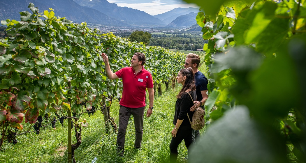 Besuch in den Weinbergen