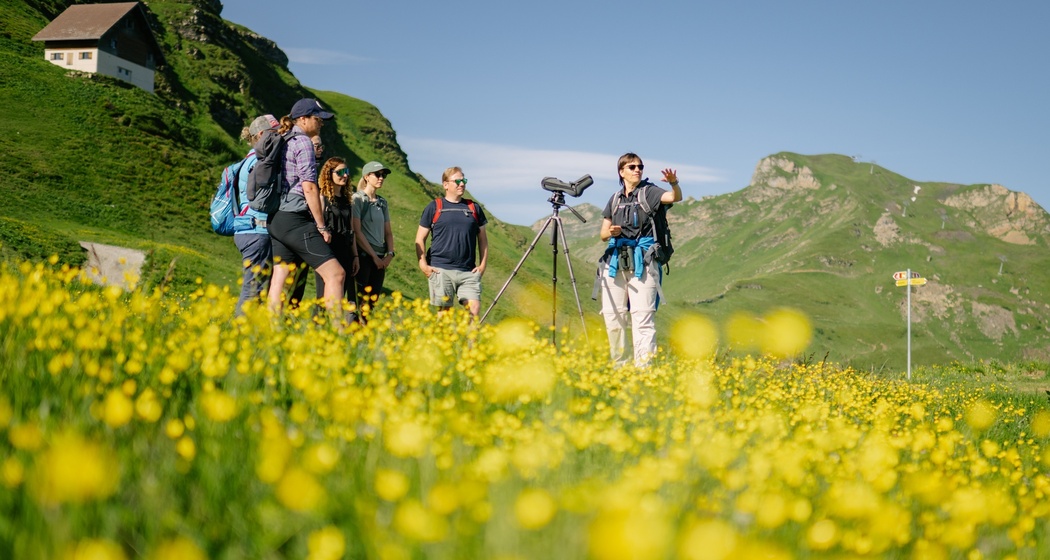 Murmeltiere beobachten