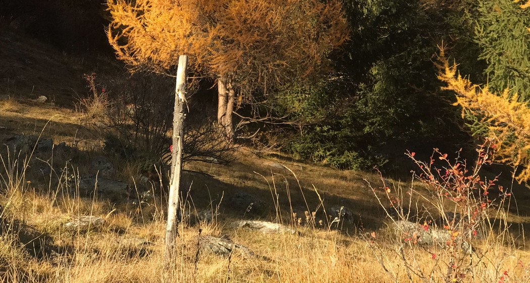 Lärche im Herbst bei Zernez