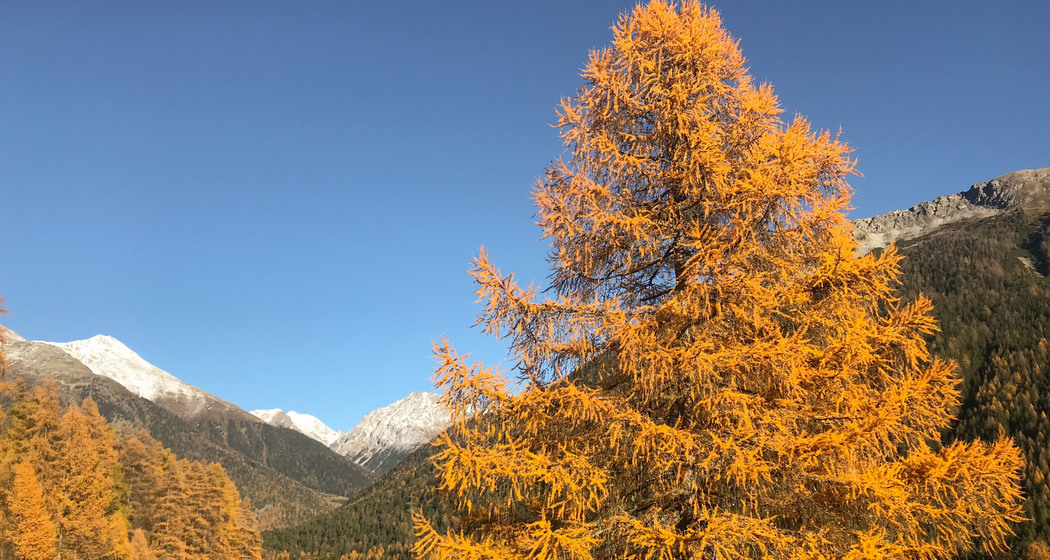 Herbst bei Zernez mit Lärchen