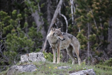 Wolf