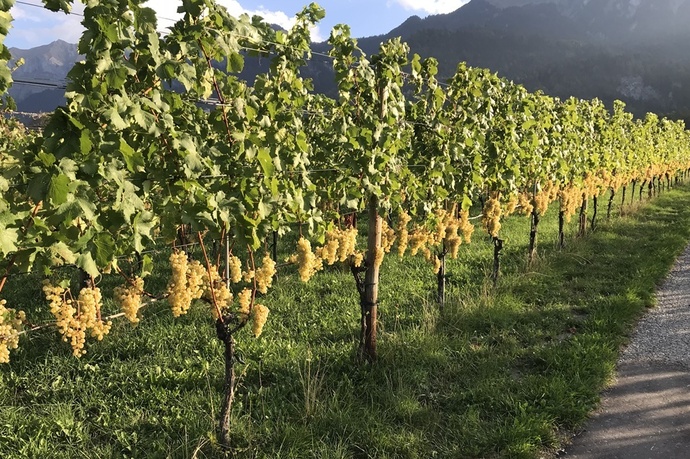 Luzi Boner Bio-Weinbau und Brennerei (ctd_12e47d4_image)