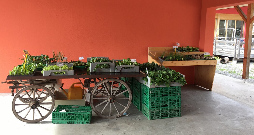 Bepflanzter Holz-Wagen mit frischen Gemüsesetzlingen im überdachten Außenbereich des Birkahoflädile – Direktverkauf in Liechtenstein.