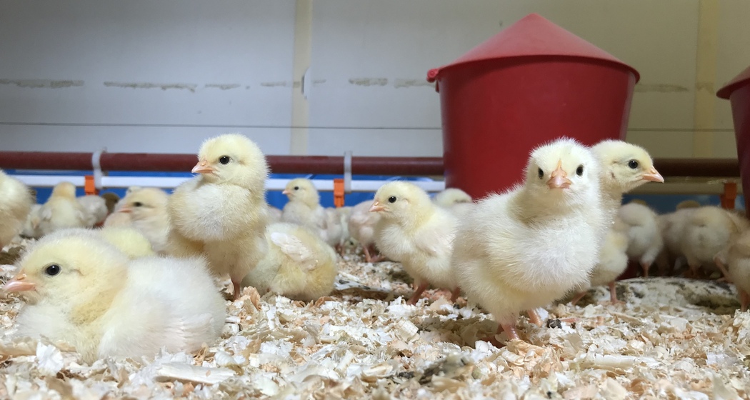 Adanks kleine Farm (ctd_473d7015-be91-4781-8073-a26ac5244fee_img02)