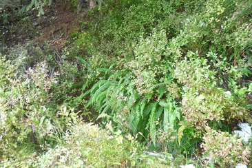 Farnegg (ctd_657f1ee6-dd08-4799-badf-c9b1348705a5_image)