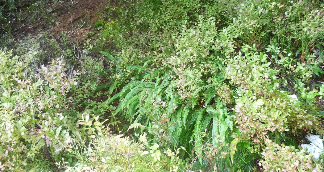 Farnegg (ctd_657f1ee6-dd08-4799-badf-c9b1348705a5_image)